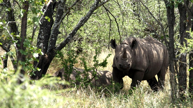 Rhino Poaching Horns.jpg